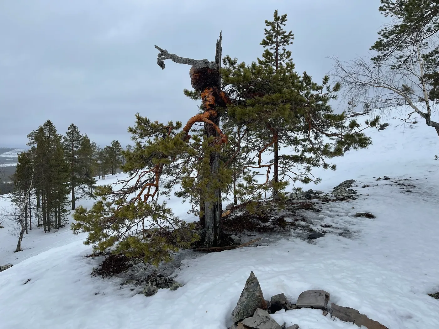 Alte Kiefer in Lappland – von der schweren Last aus Schnee und Wind geprägt und verformt