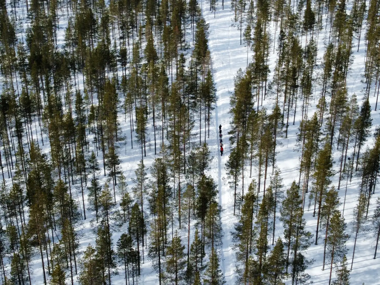 Drohnenaufnahme aus Lappland: eine kleine Gruppe folgt einer Schneise durch den verschneiten Kiefernwald